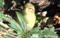 Gattung Phylloscopus (Boie, 1826)