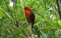 Familie Ploceidae (Sundevall, 1836)