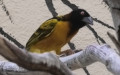 Ploceus cucullatus -  2. Fund (Männchen)