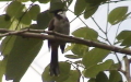 Familie Pycnonotidae (Gray, 1840)