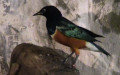 Lamprotornis superbus -  1. Fund
