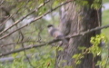 Sylvia atricapilla -  2. Fund (Männchen)