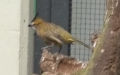 Gubernatrix cristata (Vieillot, 1817)