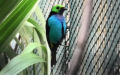 Familie Thraupidae (Cabanis, 1847)