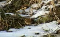 Troglodytes troglodytes -  1. Fund