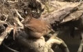 Troglodytes troglodytes -  3. Fund