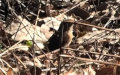 Troglodytes troglodytes -  4. Fund