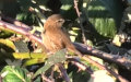 Troglodytes troglodytes -  5. Fund