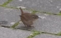 Troglodytes troglodytes -  6. Fund
