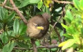 Troglodytes troglodytes -  7. Fund