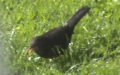 Turdus merula -  2. Fund (Weibchen)