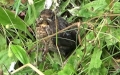 Turdus merula -  7. Fund (Jungvogel)