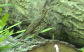 Turdus philomelos -  3. Fund