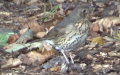 Turdus philomelos -  5. Fund