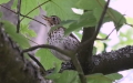 Turdus philomelos -  6. Fund
