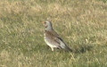 <a href='picture.php?/10353/category/3578'>Turdus pilaris - 2. Fund</a> Turdus pilaris - 2. Fund