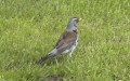 <a href='picture.php?/10355/category/3578'>Turdus pilaris - 3. Fund</a> Turdus pilaris - 3. Fund