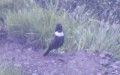 Turdus torquatus (Linnæus, 1758)