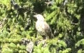 Turdus viscivorus (Linnæus, 1758)