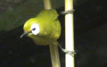 Gattung Zosterops (Vigors & Horsfield, 1827)
