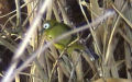 Zosterops poliogastrus -  2. Fund