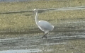 Ardea (Egretta) alba (Casmerodius albus) (Linnæus, 1758)