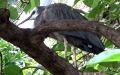 Egretta novaehollandiae (Latham, 1790)