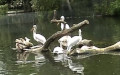 <a href='picture.php?/14621/category/5356'>Pelecanus crispus - 1. Fund</a> Pelecanus crispus - 1. Fund