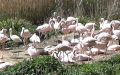 Familie Phoenicopteridae (Bonaparte, 1831)