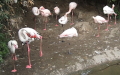 Phoenicopterus roseus -  1. Fund