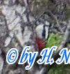 Dendrocopos major -  4. Fund (Weibchen)