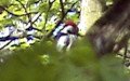 Dendrocopos syriacus (Hemprich & Ehrenberg, 1833)