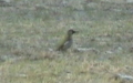 Picus viridis -  3. Fund