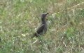 Picus viridis -  6. Fund (Weibchen)
