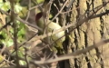 Picus viridis -  9. Fund (Weibchen)