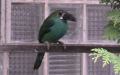 Aulacorhynchus haematopygus (Gould, 1835)