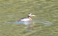 podiceps_grisegena_1.mp4