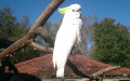 Familie Cacatuidae (Gray, 1840)