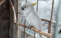 Cacatua galerita triton -  2. Fund