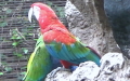 Familie Psittacidae (Illiger, 1811)