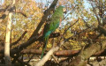 Ara severus (Ara severa) (Linnæus, 1758)