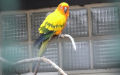Aratinga solstitialis (Linnæus, 1758)