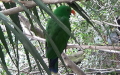 Eclectus roratus polychloros (Scopoli, 1786)