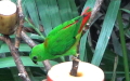 Gattung Loriculus (Blyth, 1850)