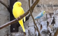 melopsittacus undulatus 2