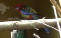Platycercus eximius -  1. Fund