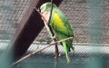 Psittacula alexandri dammermani (Chasen & Kloss, 1932)