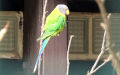 Psittacula cyanocephala (Linnæus, 1766)