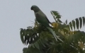 Psittacula krameri -  4. Fund