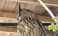 Bubo bubo -  1. Fund